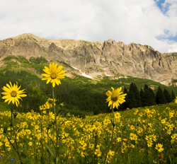 wildflower_photography