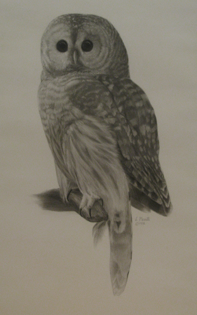 lauren_owl
